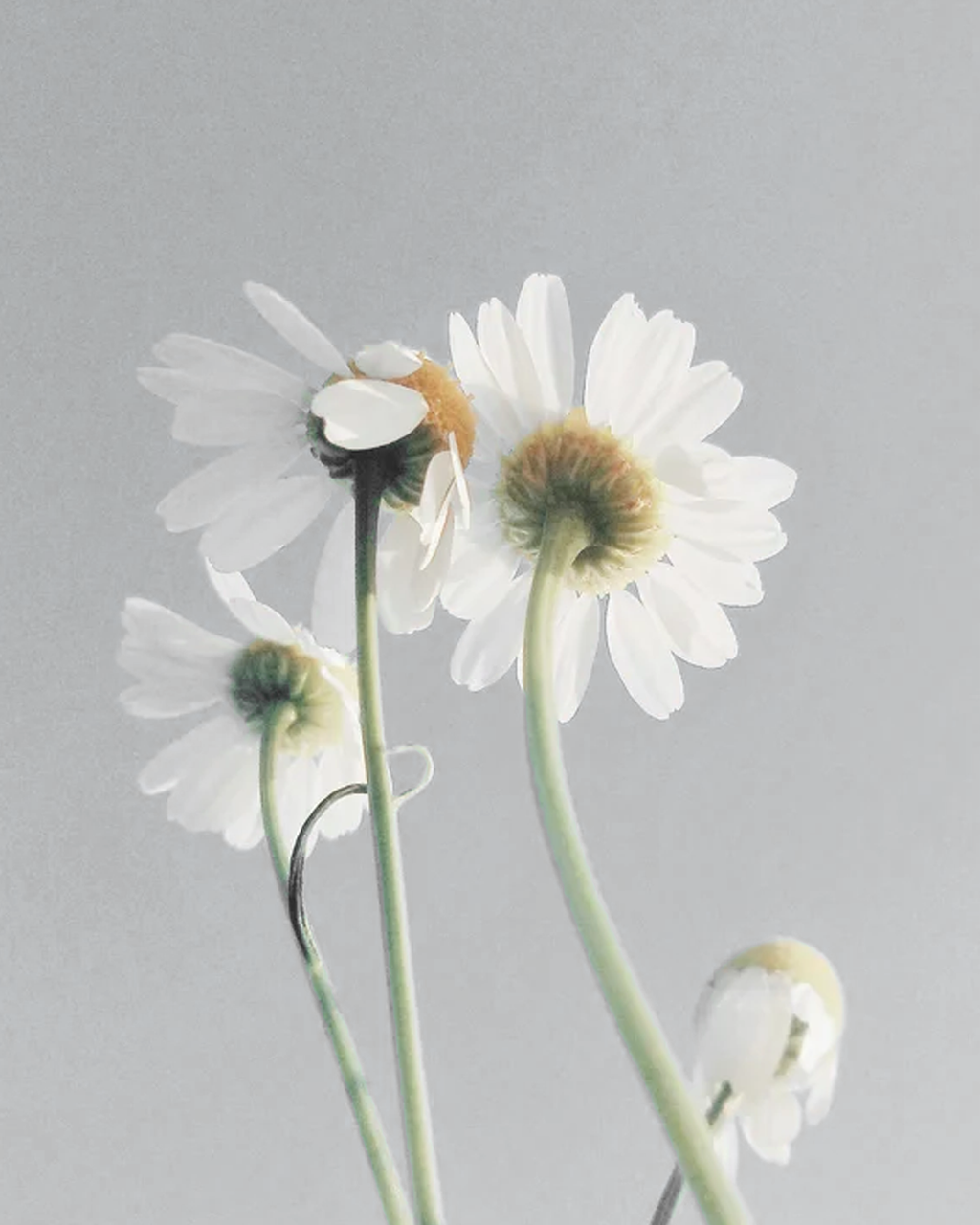 Sensitive Skin Oil-To-Milk