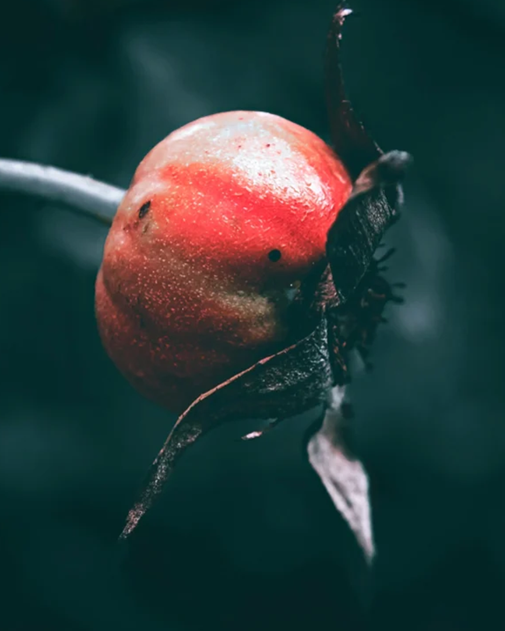 Natural Retinol Alt. Oil