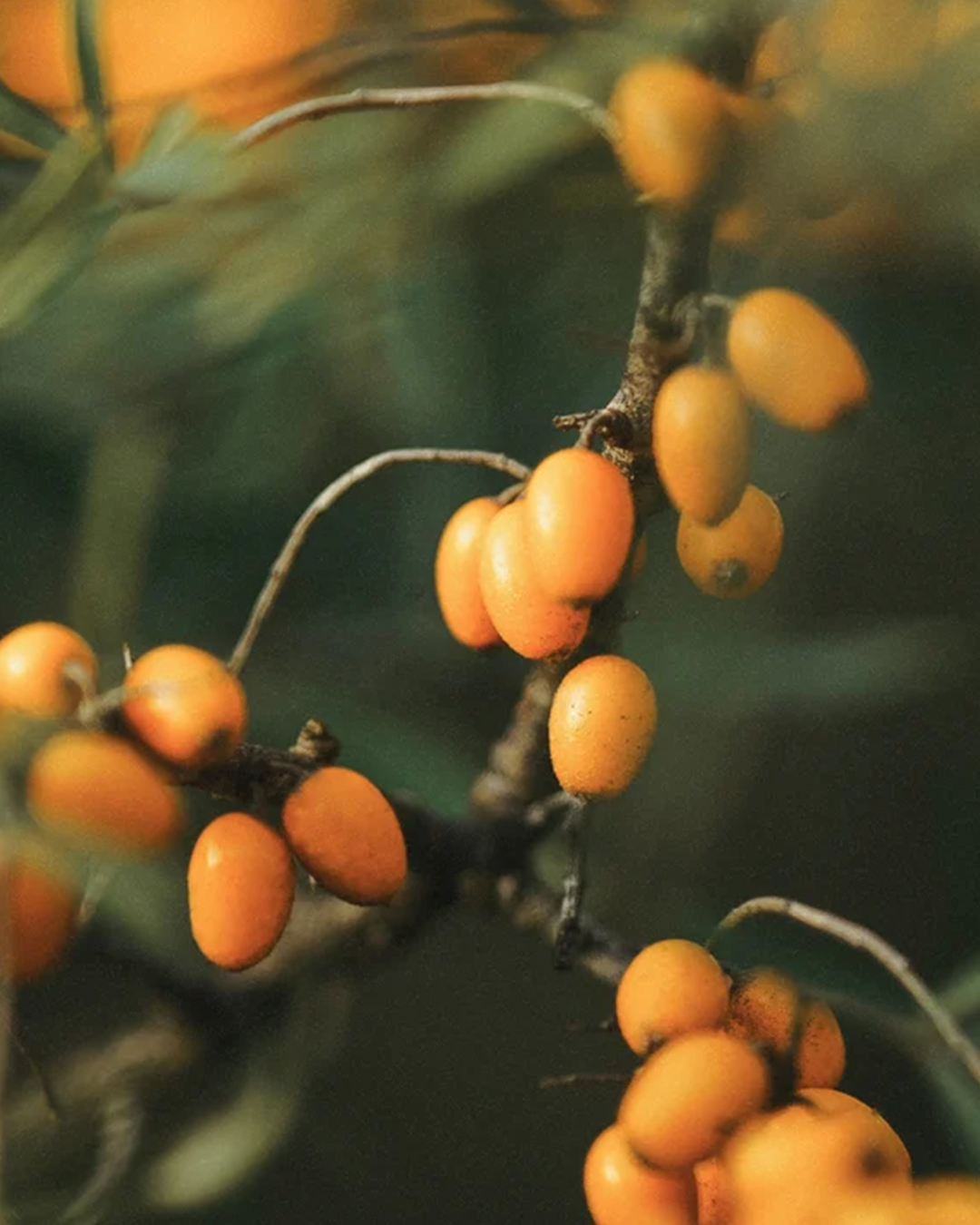 BiPhasic Make-up Remover