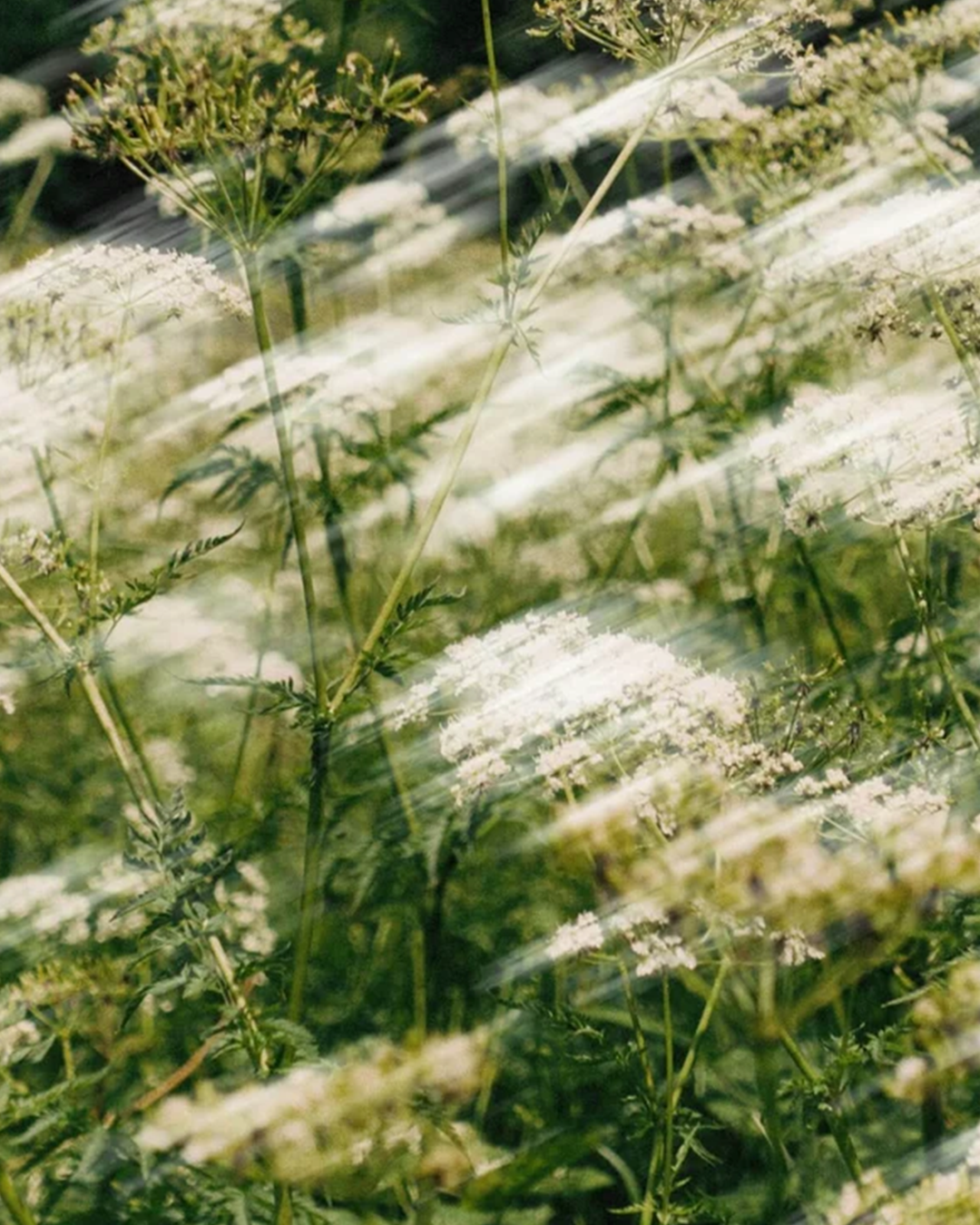 The Bestsellers Collection