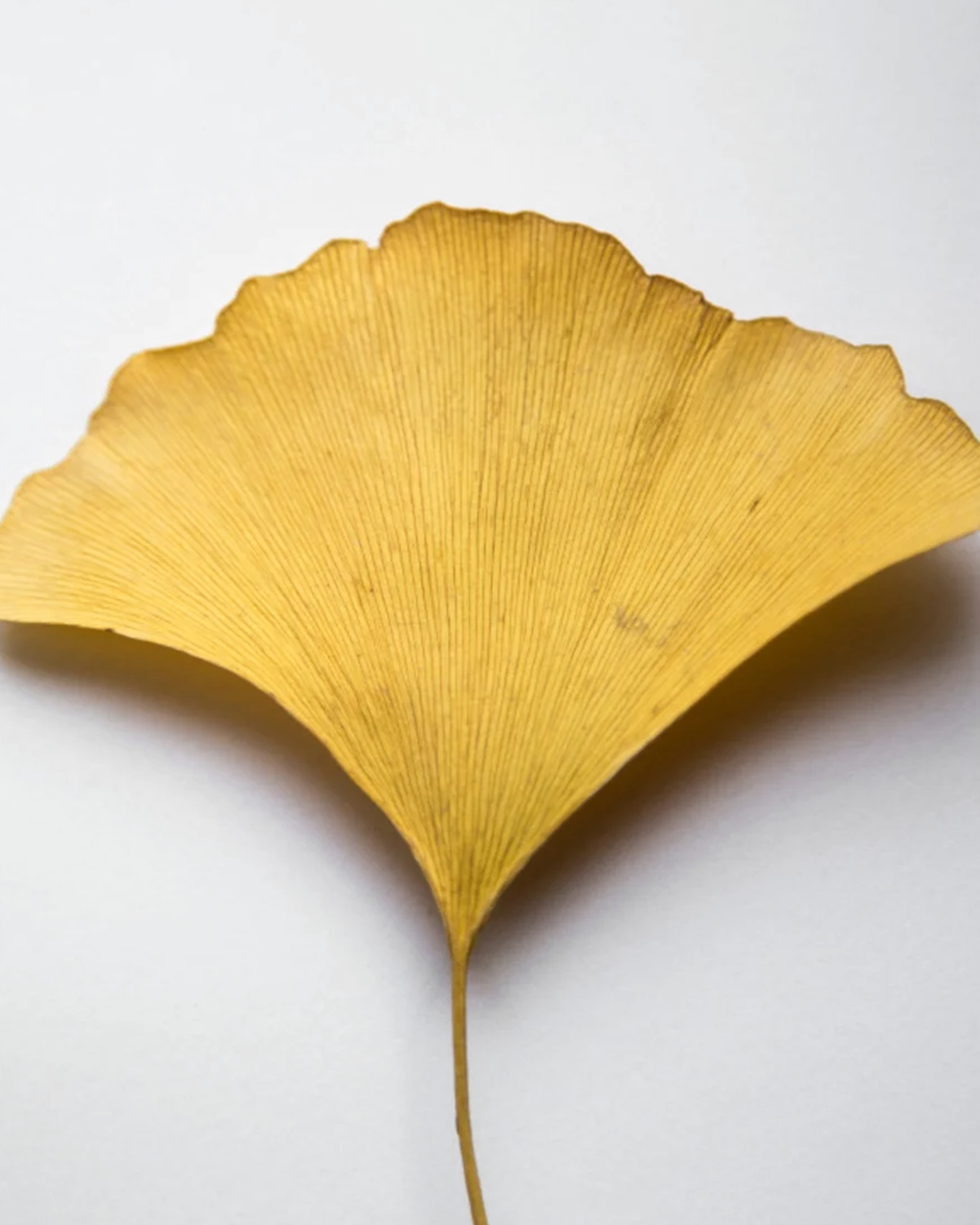 Antioxidant Ginkgo Booster